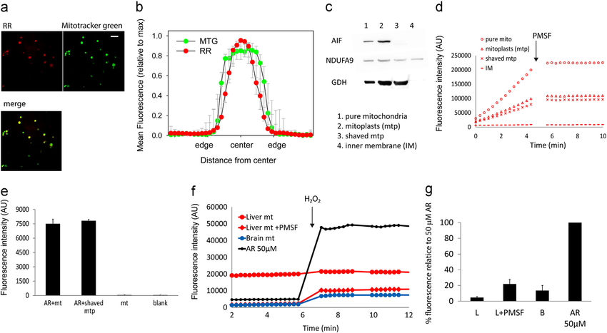 PMSF(苯甲基磺酰氟)