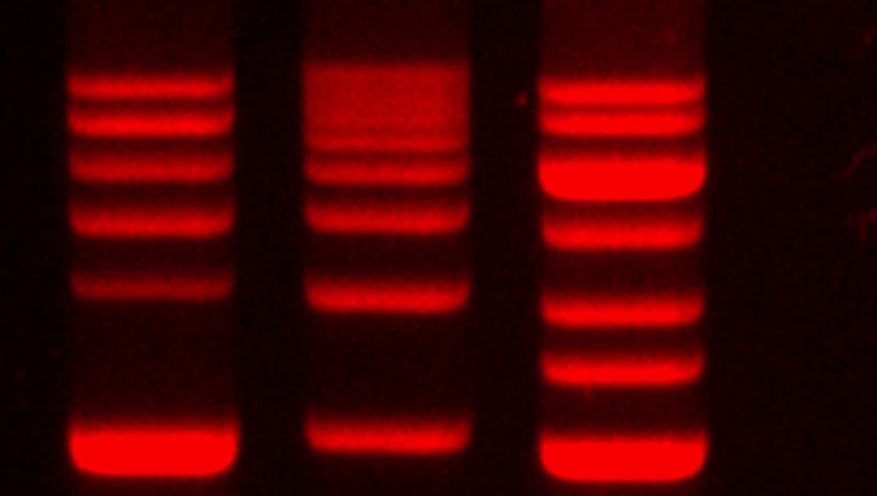 GelRed使用過程中的常見問題